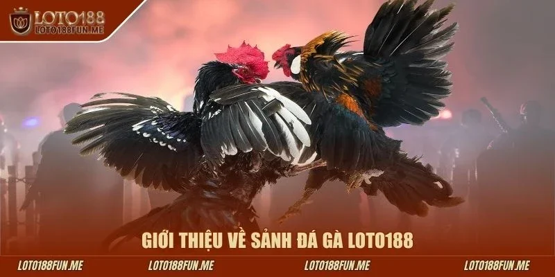 Giới thiệu về sảnh đá gà LOTO188