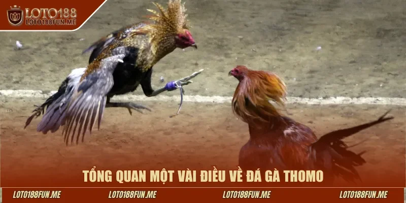 Tổng quan một vài điều về đá gà Thomo